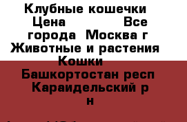 Клубные кошечки › Цена ­ 10 000 - Все города, Москва г. Животные и растения » Кошки   . Башкортостан респ.,Караидельский р-н